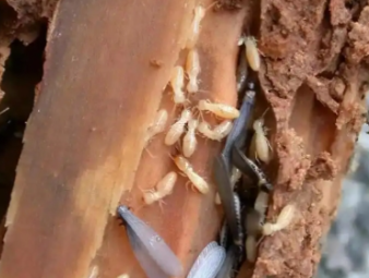 蓬江白蚁防治公司分享电气设备防虫防护，杜绝白蚁引发电路安全隐患
